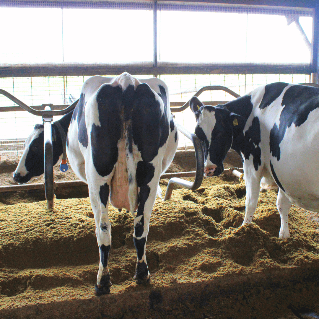 Koeien in hun ververste ligbox met bio-bedding of gescheiden mest