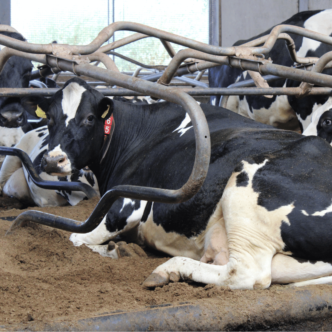 Koe in een ligbox gevuld met bio-bedding