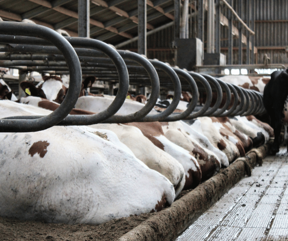 Rij met liggende koeien in boxen met diepstrooisel of gescheiden mest