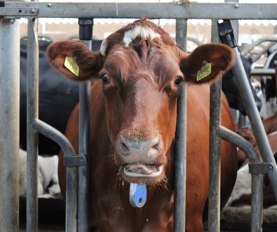 Bonte koe door voerhek bij Martens Agro VOF