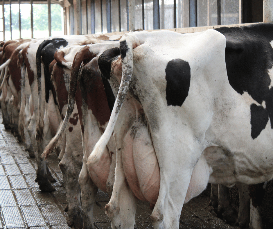 Koeien bij Martens Agro VOF op een rij bij het voerhek