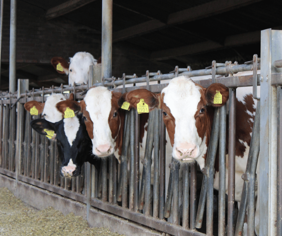 Kalveren bij Martens Agro VOF